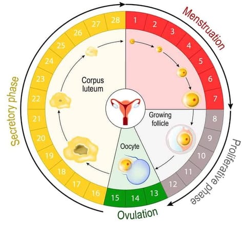 Menstrual cycle chart